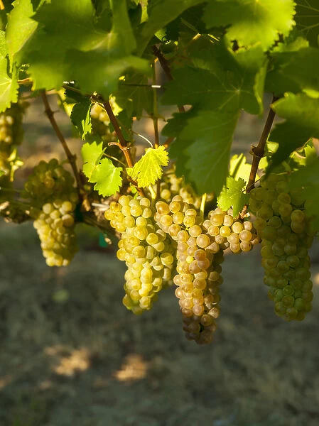 USA, Washington, Royal Slope. Viognier grapes from Stillwater Creek Vineyard in Washington s