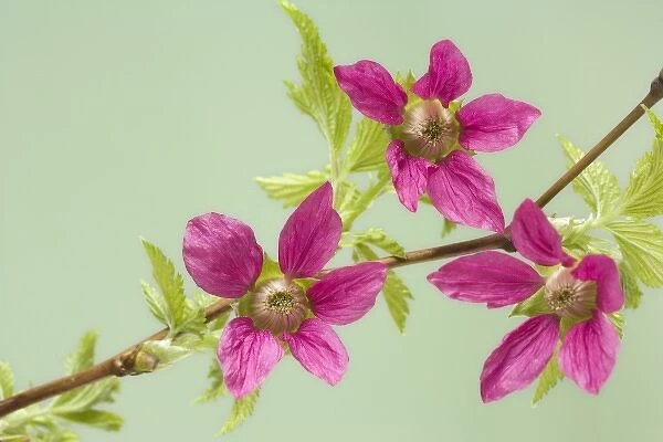 USA, Washington. Detail of salmonberry blossoms on branch in springtime