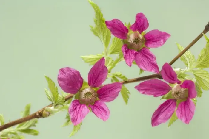 Framed Print : USA, Washington. Detail of salmonberry blossoms on branch in springtime Framed Print : USA, Washington. Detail of salmonberry blossoms on branch in springtime