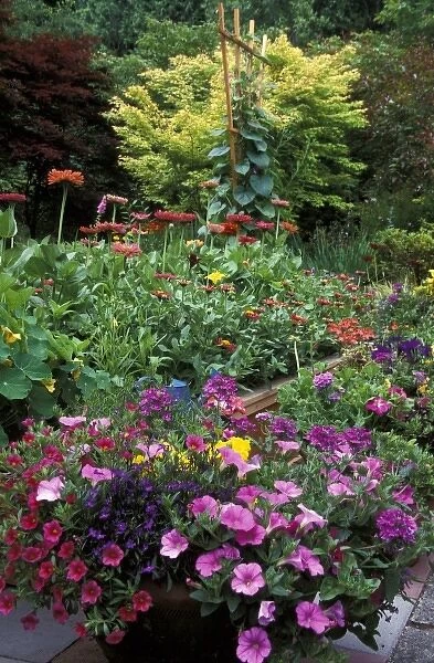USA, Washington, Sammamish. Annual flower garden