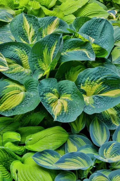 Framed Print : USA, Washington, Sammamish, hosta grown in pots Framed Print : USA, Washington, Sammamish, hosta grown in pots