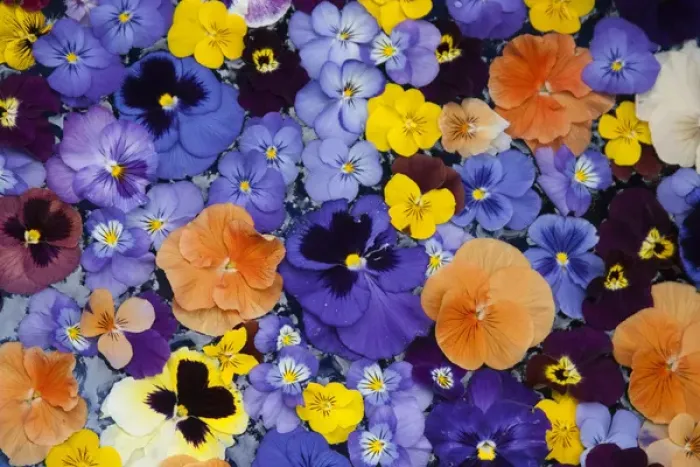 Framed Print : USA, Washington, Sammimish, Pansies