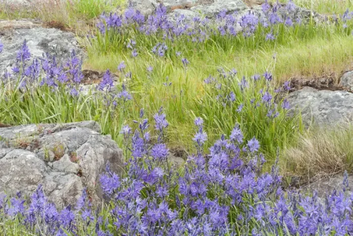 Framed Print : USA, Washington, San Juan Islands. Wildflowers surround boulders on Yellow Island
