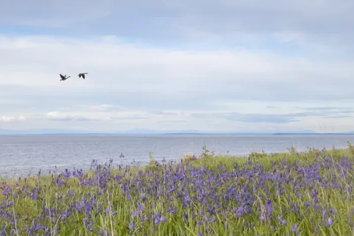 Framed Print : USA, Washington, San Juan Islands. Canada geese flying and camas flowers on Patos Island Framed Print : USA, Washington, San Juan Islands. Canada geese flying and camas flowers on Patos Island