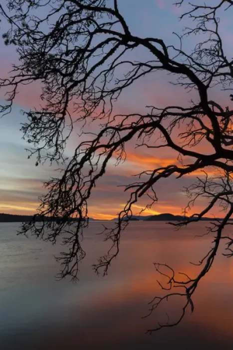 Framed Print : USA, Washington, San Juan Islands. Tree silhouette at sunset Framed Print : USA, Washington, San Juan Islands. Tree silhouette at sunset