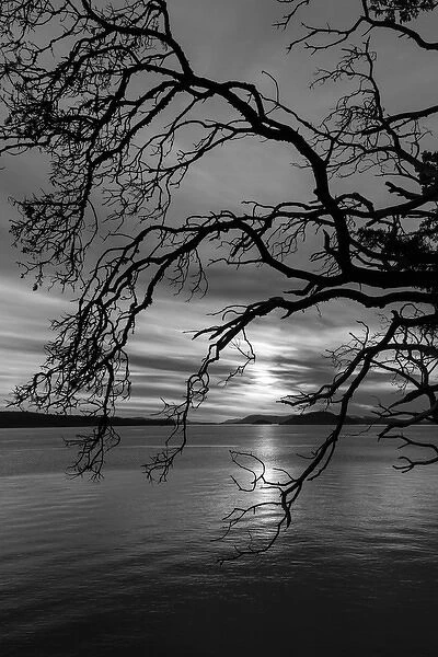 USA, Washington, San Juan Islands. B&W of tree silhouette at sunset