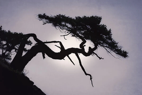 USA, Washington, San Juan Islands. Weathered fir tree silhouette on Matia Island