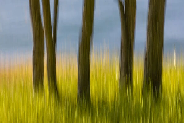 USA, Washington, San Juan Islands. Abstract blur of tree trunks and grass. Credit as