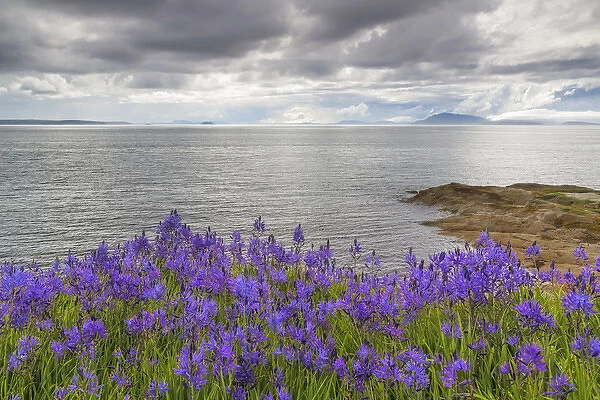 USA, Washington, San Juan Islands. Camas blooms on Sucia Island