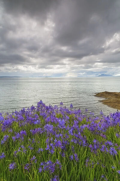 USA, Washington, San Juan Islands. Camas blooms on Sucia Island