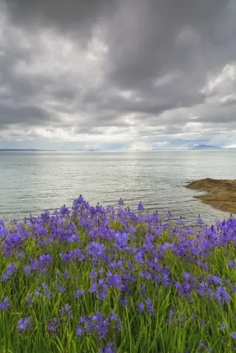 Framed Print : USA, Washington, San Juan Islands. Camas blooms on Sucia Island Framed Print : USA, Washington, San Juan Islands. Camas blooms on Sucia Island
