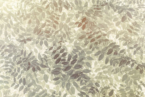 USA, Washington, San Juan Islands. Stylized pattern of vetch leaves