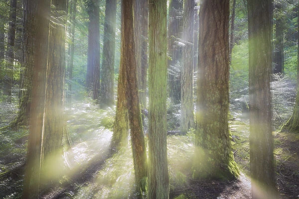 USA, Washington, Scenic Beach State Park. Blurred forest scene in sunlight. Credit as