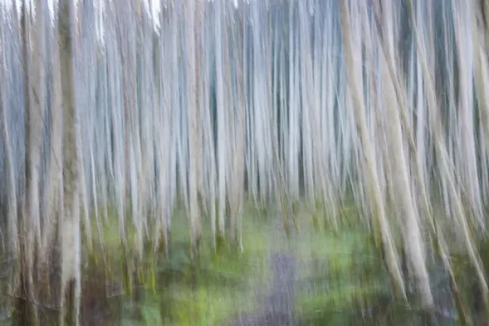 Framed Print : USA, Washington, Seabeck. Abstract of alder trees in winter Framed Print : USA, Washington, Seabeck. Abstract of alder trees in winter