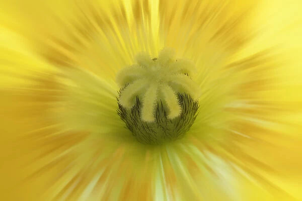 USA, Washington, Seabeck. Abstract close-up inside poppy flower