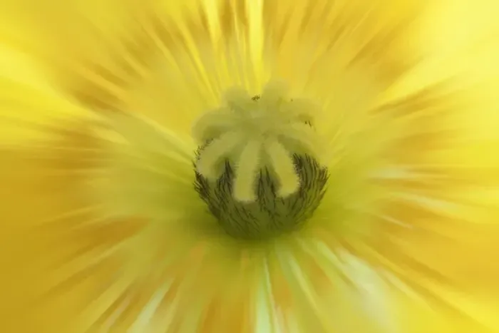 Framed Print : USA, Washington, Seabeck. Abstract close-up inside poppy flower Framed Print : USA, Washington, Seabeck. Abstract close-up inside poppy flower