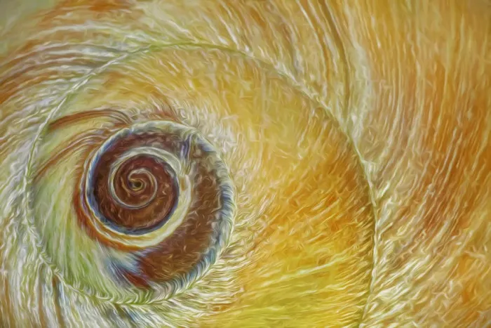 Framed Print : USA, Washington, Seabeck. Abstract of moon snail shell close-up Framed Print : USA, Washington, Seabeck. Abstract of moon snail shell close-up
