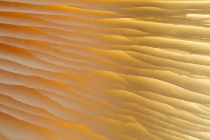 Framed Print : USA, Washington, Seabeck. Abstract of mushroom plant Framed Print : USA, Washington, Seabeck. Abstract of mushroom plant