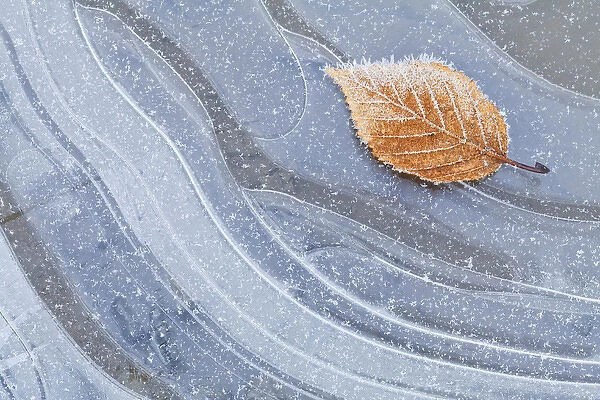 USA, Washington, Seabeck. Autumn leaf on ice flecked with frost
