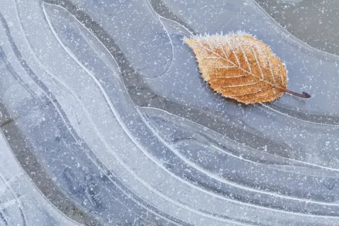Framed Print : USA, Washington, Seabeck. Autumn leaf on ice flecked with frost Framed Print : USA, Washington, Seabeck. Autumn leaf on ice flecked with frost