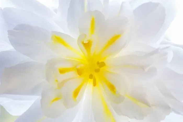 Framed Print : USA, Washington, Seabeck. Begonia blossom close-up Framed Print : USA, Washington, Seabeck. Begonia blossom close-up