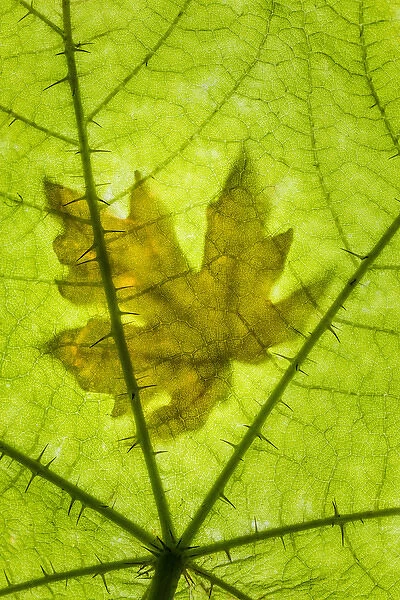 USA, Washington, Seabeck. Big leaf maple leaf on devils club leaf. Credit as