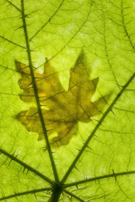 Framed Print : USA, Washington, Seabeck. Big leaf maple leaf on devils club leaf. Credit as