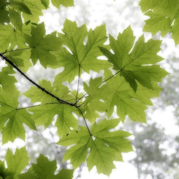 USA, Washington, Seabeck. Big leaf maple leaves in summer