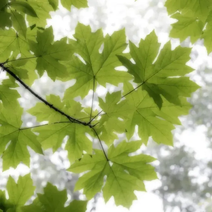 Framed Print : USA, Washington, Seabeck. Big leaf maple leaves in summer Framed Print : USA, Washington, Seabeck. Big leaf maple leaves in summer