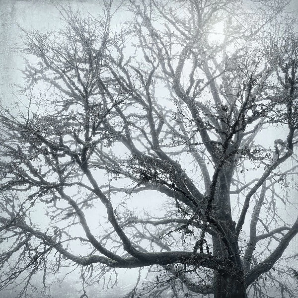 USA, Washington, Seabeck. Big leaf maple tree in fog