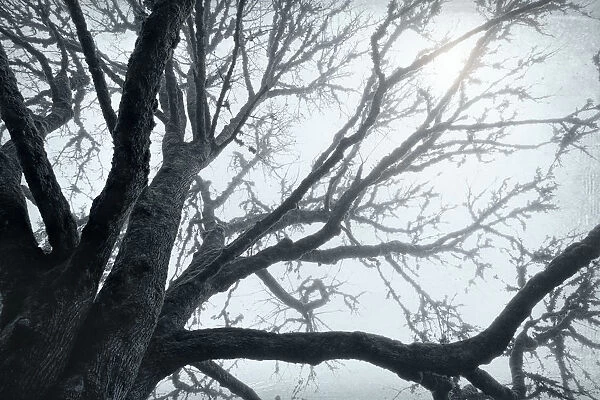 USA, Washington, Seabeck. Big leaf maple tree in fog