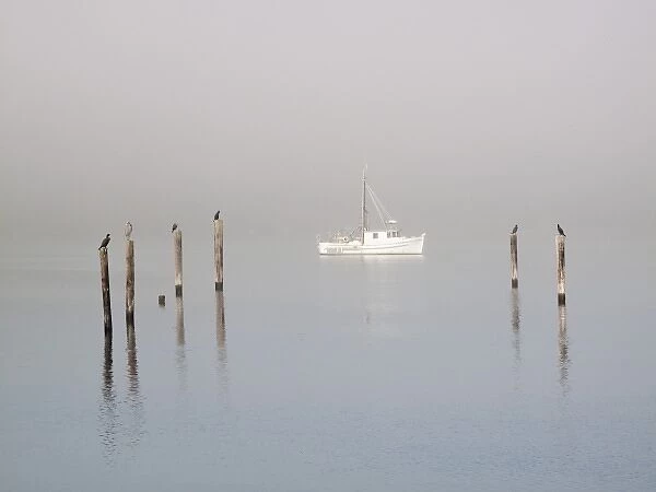 USA, Washington, Seabeck. Birds sit atop pilings in morning fog near anchored boat