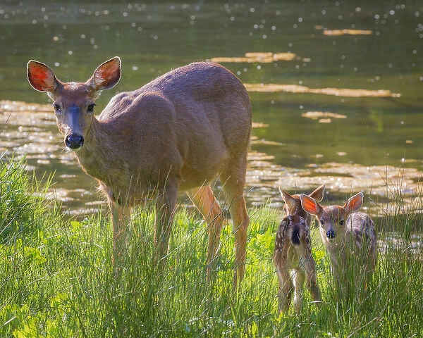 USA, Washington, Seabeck. Blacktail deer with twin fawns