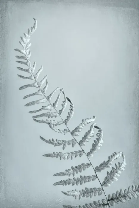 Framed Print : USA, Washington, Seabeck. Bracken fern abstract