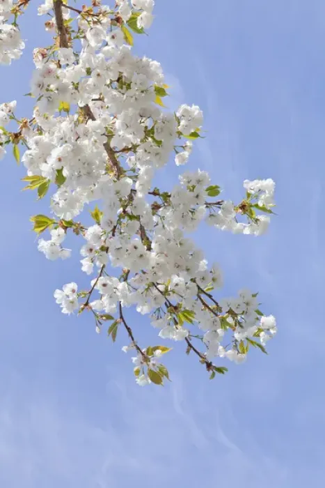 Framed Print : USA, Washington, Seabeck. Cherry blossoms against blue sky Framed Print : USA, Washington, Seabeck. Cherry blossoms against blue sky