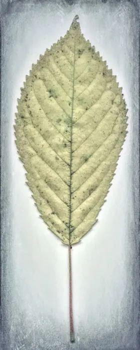 Framed Print : USA, Washington, Seabeck. Cherry leaf close-up Framed Print : USA, Washington, Seabeck. Cherry leaf close-up