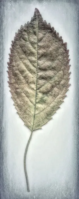 Framed Print : USA, Washington, Seabeck. Cherry leaf close-up