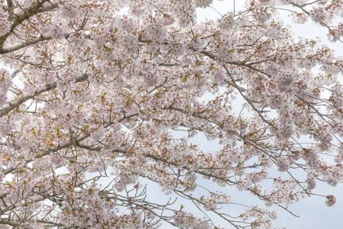 Framed Print : USA, Washington, Seabeck. Cherry tree blossoms Framed Print : USA, Washington, Seabeck. Cherry tree blossoms