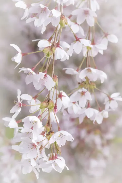 Framed Print : USA, Washington, Seabeck. Cherry tree blossoms close-up