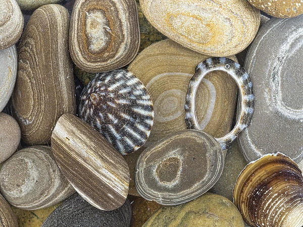 USA, Washington, Seabeck. Close-up of beach stones and shells