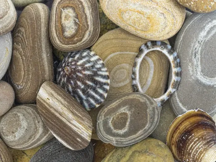 Framed Print : USA, Washington, Seabeck. Close-up of beach stones and shells Framed Print : USA, Washington, Seabeck. Close-up of beach stones and shells
