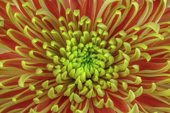 Framed Print : USA, Washington, Seabeck. Close-up of chrysanthemum blossom Framed Print : USA, Washington, Seabeck. Close-up of chrysanthemum blossom