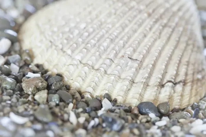 Framed Print : USA, Washington, Seabeck. Close-up of cockle shell in Hood Canal
