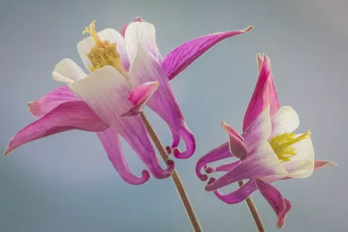 Framed Print : USA, Washington, Seabeck. Close-up of columbine flowers
