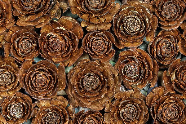 USA, Washington, Seabeck. Close-up of deodar cedar cone patterns