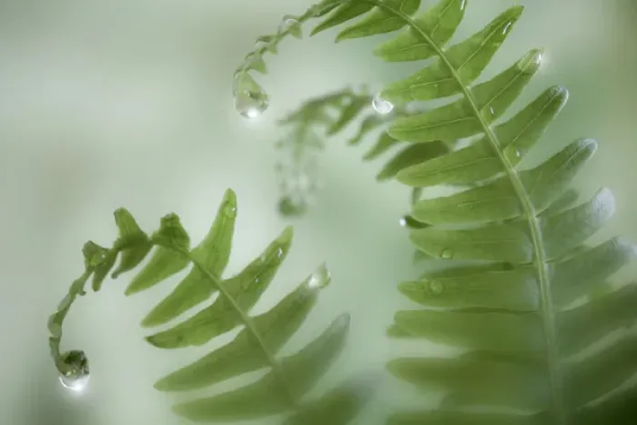 Framed Print : USA, Washington, Seabeck. Close-up of dewy deer ferns Framed Print : USA, Washington, Seabeck. Close-up of dewy deer ferns