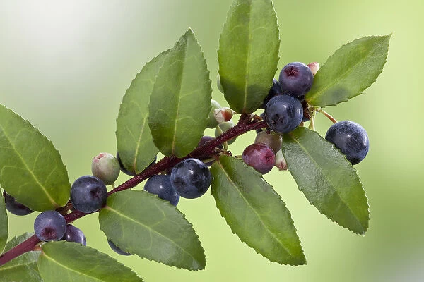 USA, Washington, Seabeck. Close-up of evergreen huckleberry plant with berries. Credit as