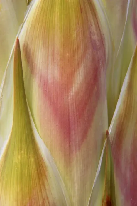 Framed Print : USA, Washington, Seabeck. Close-up of flower petals
