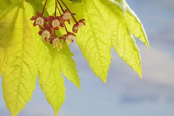 USA, Washington, Seabeck. Close-up of flowering vine maple leaf