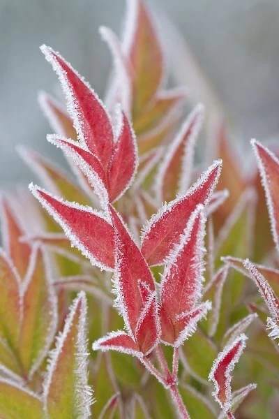 USA, Washington, Seabeck. Close-up of frost on fall foliage. Credit as: Don Paulson